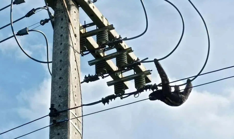 Bicho-preguiça é flagrado passeando por rede de energia