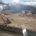 Charuto com tabaco do Acre é atração em festival do setor na Bahia