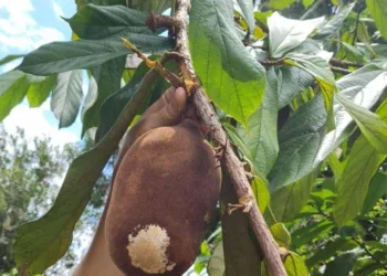 Mais de 2,7 mil árvores foram cortadas e 18 mil frutos coletados, durante ação de erradicação da monilíase no Acre