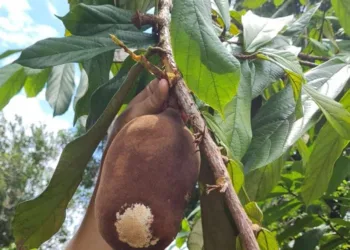 Praga que acomete frutos de cupuaçu e cacau com grande capacidade destrutiva foi detectada em Cruzeiro do Sul