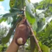 Praga que acomete frutos de cupuaçu e cacau com grande capacidade destrutiva foi detectada em Cruzeiro do Sul