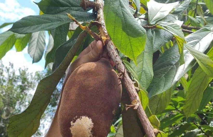 Praga que acomete frutos de cupuaçu e cacau com grande capacidade destrutiva foi detectada em Cruzeiro do Sul