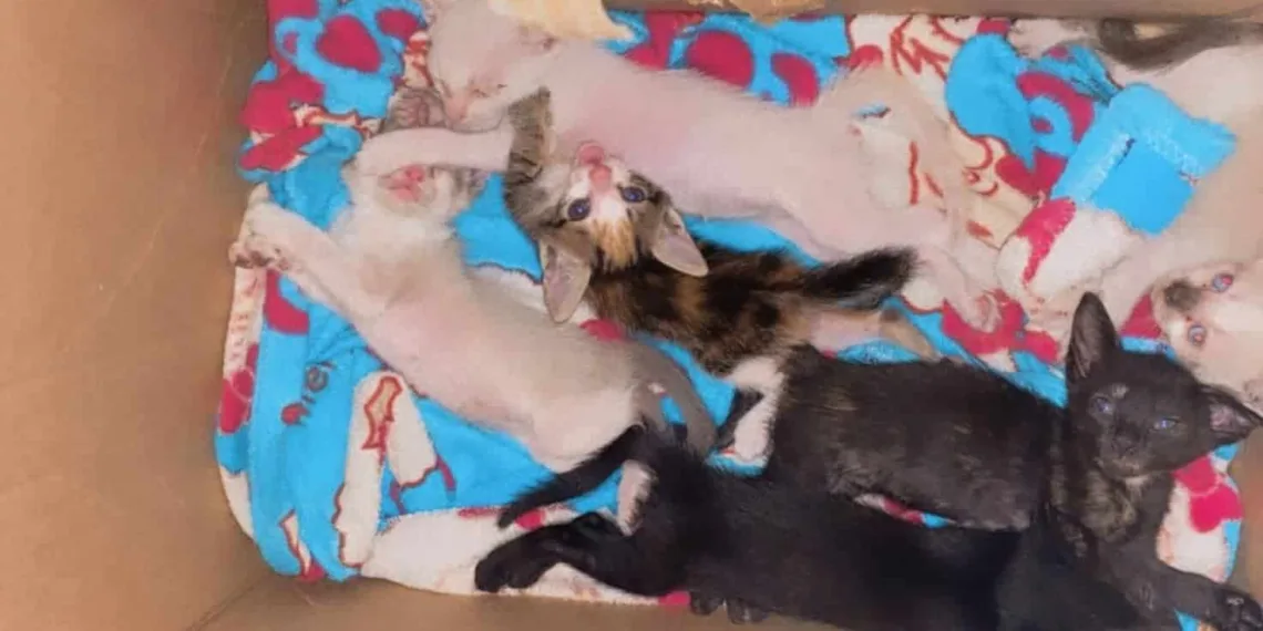 Com 13 animais precisando de ajuda, ativista pede apoio para pagar clínica veterinária na capital