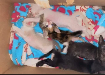 Com 13 animais precisando de ajuda, ativista pede apoio para pagar clínica veterinária na capital