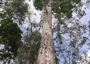 É possível explorar de forma sustentável o mogno (Swietenia macrophylla King) na Amazônia?