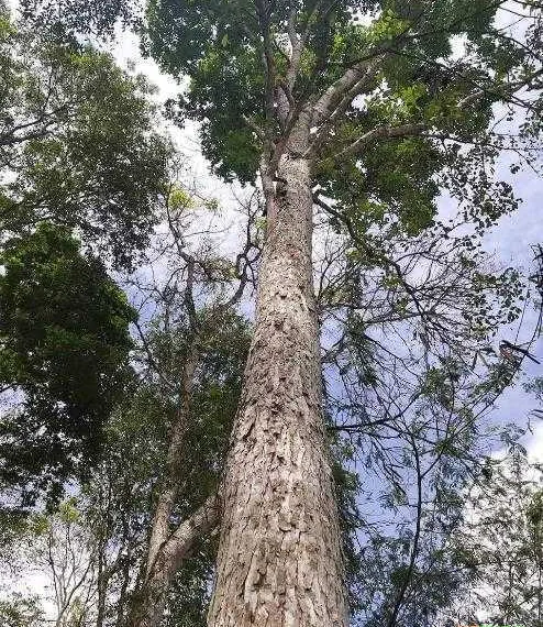 É possível explorar de forma sustentável o mogno (Swietenia macrophylla King) na Amazônia?