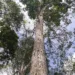 É possível explorar de forma sustentável o mogno (Swietenia macrophylla King) na Amazônia?