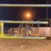 Peão morre após ser pisoteado por touro durante montaria em Sena Madureira; veja o vídeo