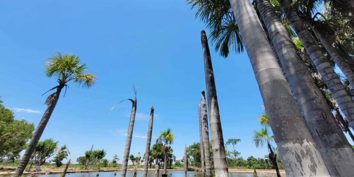 No leste do estado, ventos úmidos da Amazônia predominam; no oeste, massa de ar segue quente e seca