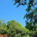 Termômetros podem chegar aos 37ºC nesta quinta-feira, alerta Censipam