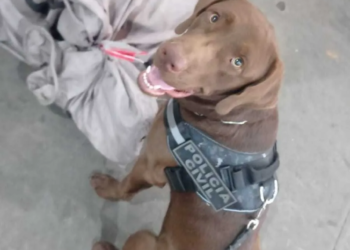 Cão farejador encontra droga em embalagens