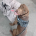 Cão farejador encontra droga em embalagens