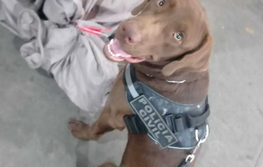Cão farejador encontra droga em embalagens