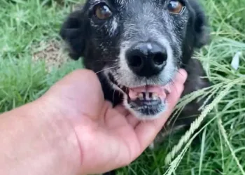 ONG de proteção animal faz campanha para que cão idoso seja adotado em Rio Branco