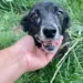 ONG de proteção animal faz campanha para que cão idoso seja adotado em Rio Branco