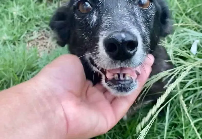ONG de proteção animal faz campanha para que cão idoso seja adotado em Rio Branco