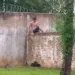 Vídeo mostra homem pulando muro do Cras Rui Lino e tentativa de furto de baterias é interrompida pela polícia (Foto: Reprodução