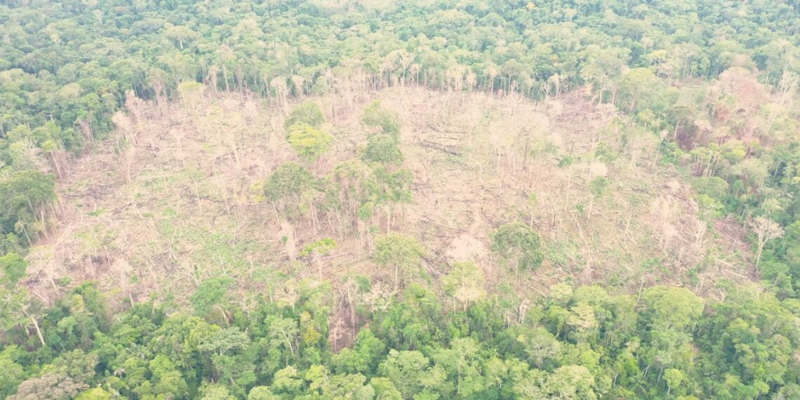 Acre foi o quinto estado com maior número de árvores derrubadas da Amazônia Legal (Foto: BPAM)
