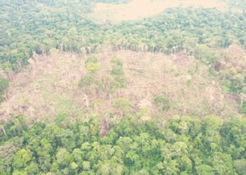 Acre foi o quinto estado com maior número de árvores derrubadas da Amazônia Legal (Foto: BPAM)