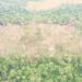 Acre foi o quinto estado com maior número de árvores derrubadas da Amazônia Legal (Foto: BPAM)