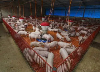 Acre recebe autorização para exportar carne suína e bovina para o Peru