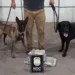 O Núcleo de Operações com Cães da Polícia Civil do Acre conta com três cães, dois em Rio Branco (Narco e Duke) da raça Labrador e um em Cruzeiro do Sul (Gana) da raça Belga Mallinois.
