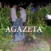 Acreano desaparecido é encontrado morto dentro de milharal no interior do Amazonas