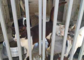 Quase 100 cães e gatos estão disponíveis para adoção no Centro de Zoonoses da Capital; Veja vídeo