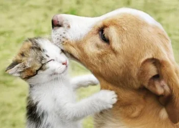 Com dívida de mais de R$ 2 mil, Projeto Amor Animal suspende resgate de cães e gatos em Rio Branco