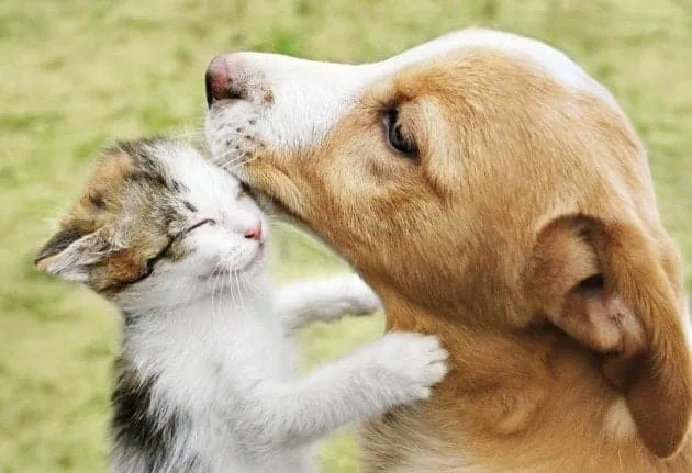 Com dívida de mais de R$ 2 mil, Projeto Amor Animal suspende resgate de cães e gatos em Rio Branco