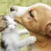 Com dívida de mais de R$ 2 mil, Projeto Amor Animal suspende resgate de cães e gatos em Rio Branco