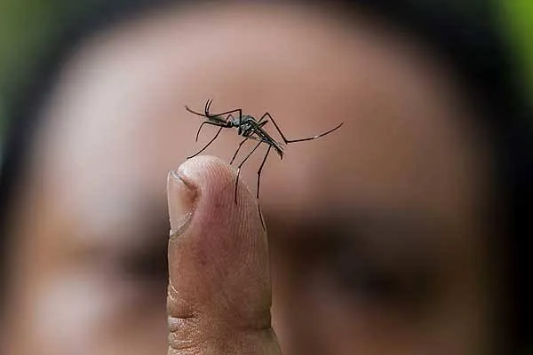 Em 2023, incidência de casos de dengue já ultrapassa mil notificações no Acre