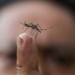 Em 2023, incidência de casos de dengue já ultrapassa mil notificações no Acre