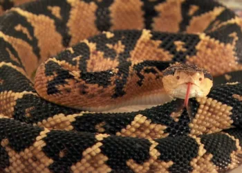 Pesquisadores da Ufac fazem histórico de mortes por picada de cobra no Alto Juruá