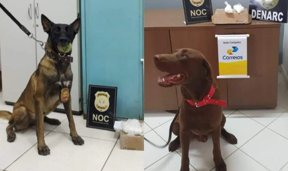 Foto: Assessoria Polícia Civil