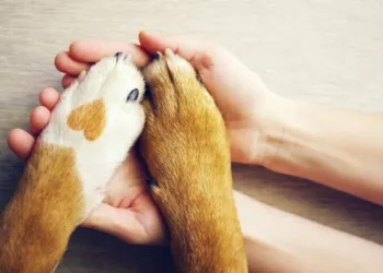 Com débito de mais de R$ 3 mil, ONG pede ajuda para custear dívidas em clínica veterinária  