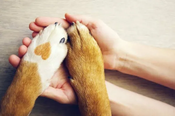 Com débito de mais de R$ 3 mil, ONG pede ajuda para custear dívidas em clínica veterinária  