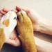 Com débito de mais de R$ 3 mil, ONG pede ajuda para custear dívidas em clínica veterinária  