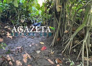 Jovem é assassinado a tiros em área de mata fechada no Segundo Distrito de Rio Branco