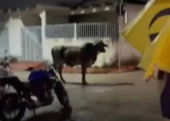 Vídeo de vaca que aparece 'do nada' em bar no Tucumã viraliza na internet