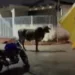 Vídeo de vaca que aparece 'do nada' em bar no Tucumã viraliza na internet