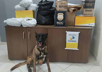 Cão policial encontra folhas de coca e maconha em embalagens dos Correios