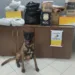 Cão policial encontra folhas de coca e maconha em embalagens dos Correios