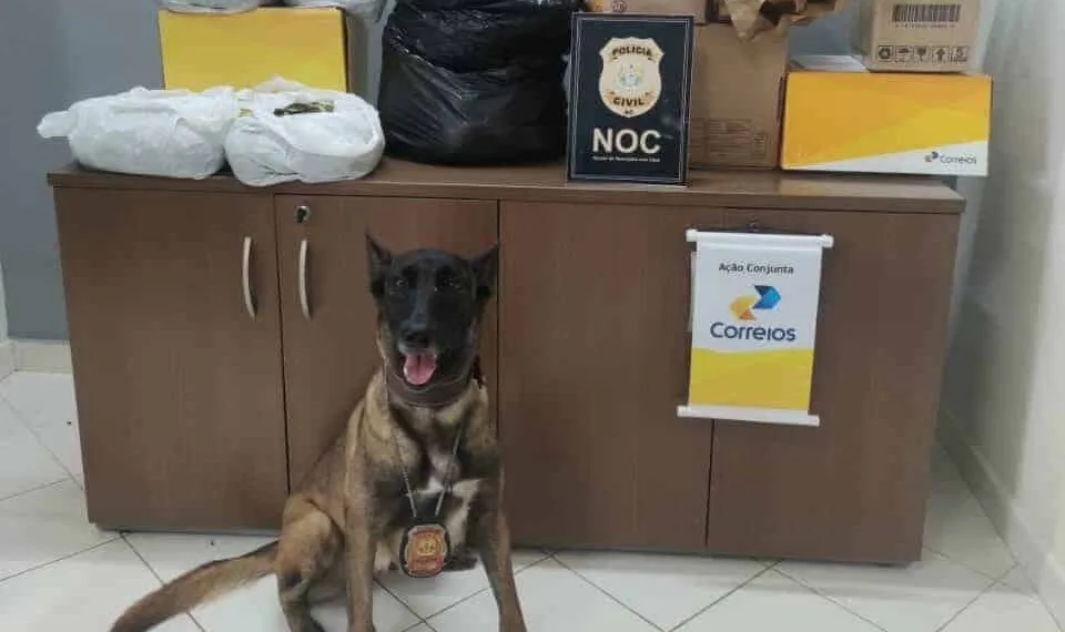 Cão policial encontra folhas de coca e maconha em embalagens dos Correios