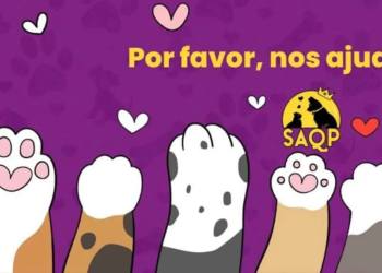 Bazar de Carnaval arrecada recursos para ONG de resgate de animais neste sábado, 11