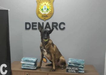 Cão policial encontra mais de 8kg de drogas escondidos em saco de farinha no Acre