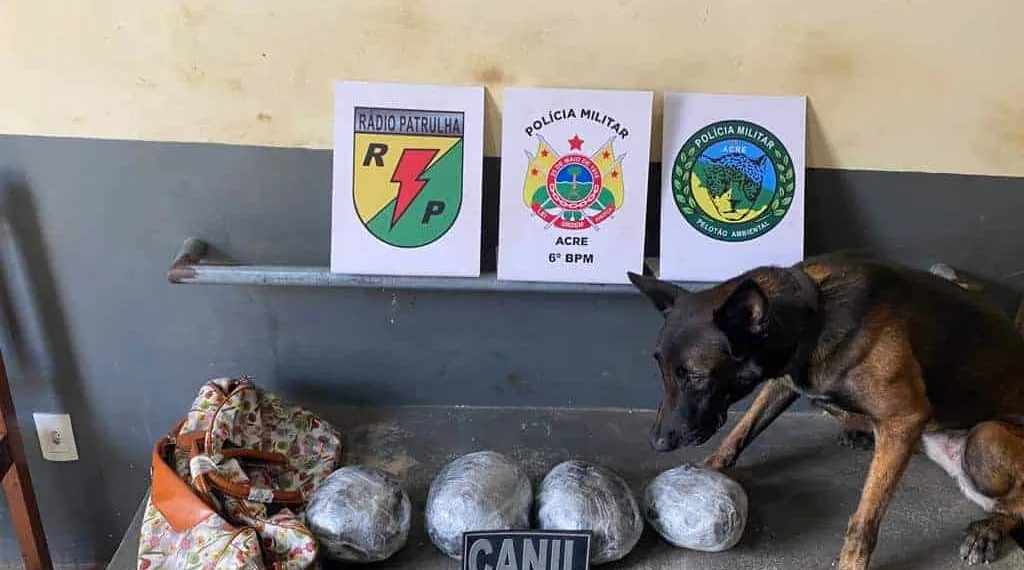  Com ajuda de cão, PM apreende mais de três quilos de drogas na BR-364