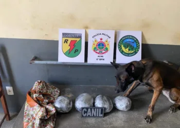  Com ajuda de cão, PM apreende mais de três quilos de drogas na BR-364