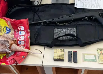Foragido é preso com arma de fogo, munições e animais silvestres em Rio Branco