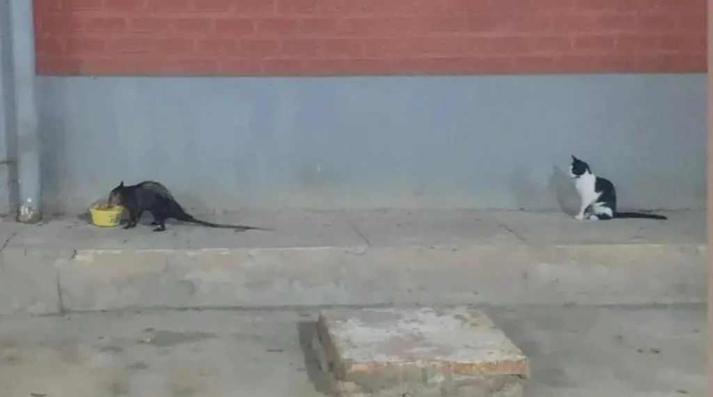 Foto de mucura sendo observada por gato na Ufac viraliza na internet